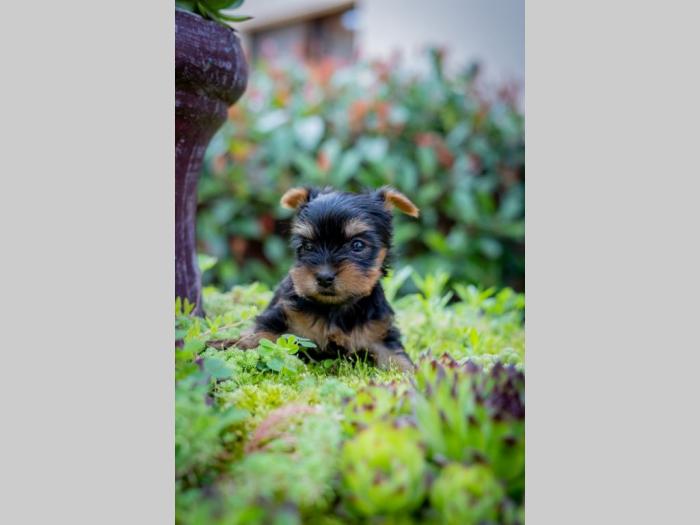 jorkširski terijer york besplatni mali oglasi