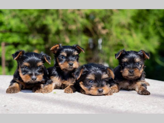 jorkširski terijer york besplatni mali oglasi