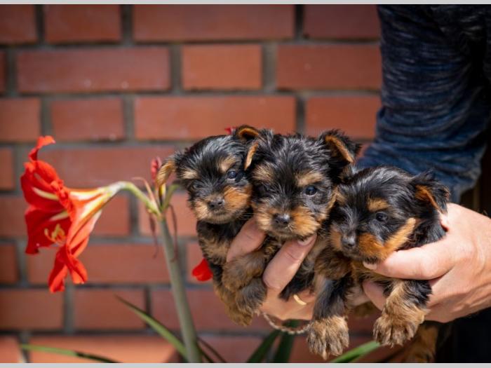 jorkširski terijer york besplatni mali oglasi