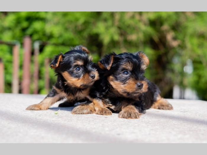 jorkširski terijer york besplatni mali oglasi