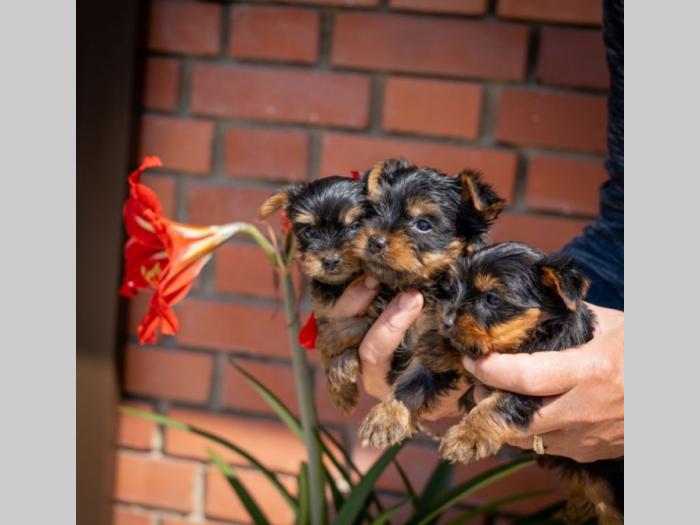 jorkširski terijer york besplatni mali oglasi