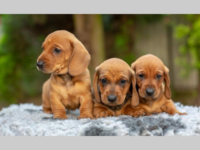 jazavičar štenci besplatni mali oglasi