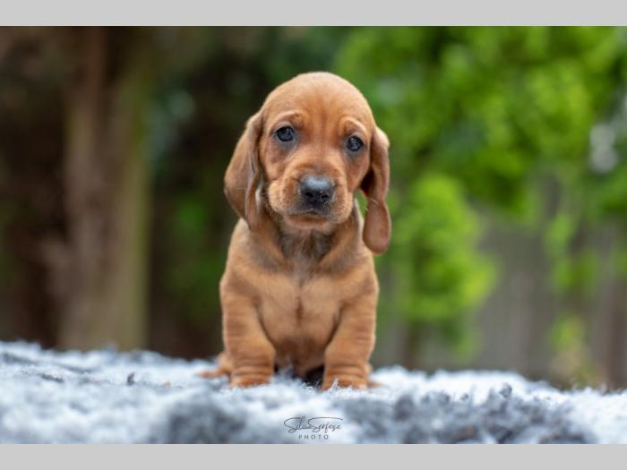 jazavičar štenci besplatni mali oglasi