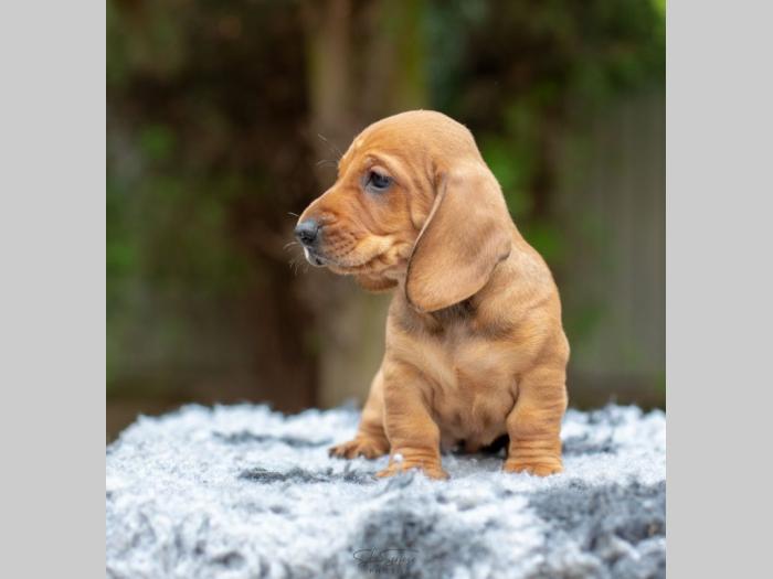 jazavičar štenci besplatni mali oglasi