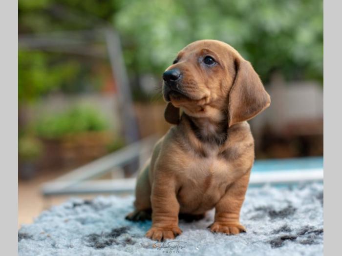 jazavičar štenci besplatni mali oglasi