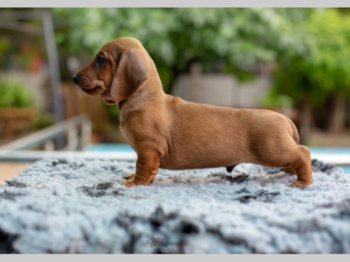 jazavičar štenci besplatni mali oglasi