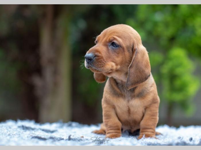 jazavičar štenci besplatni mali oglasi