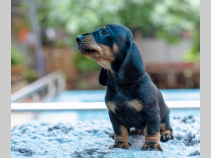 jazavičar štenci besplatni mali oglasi