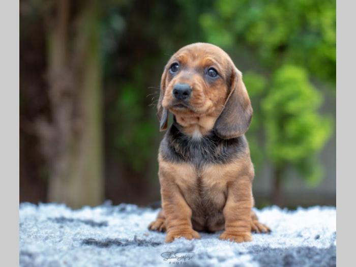 jazavičar štenci besplatni mali oglasi