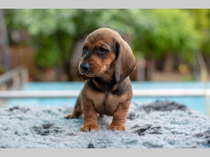 jazavičar štenci besplatni mali oglasi