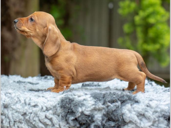 jazavičar štenci besplatni mali oglasi