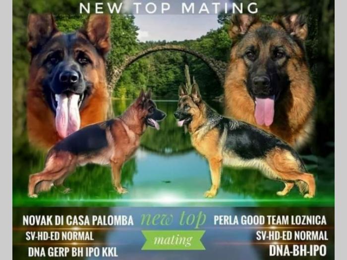 nemački ovčar dve ženke besplatni mali oglasi