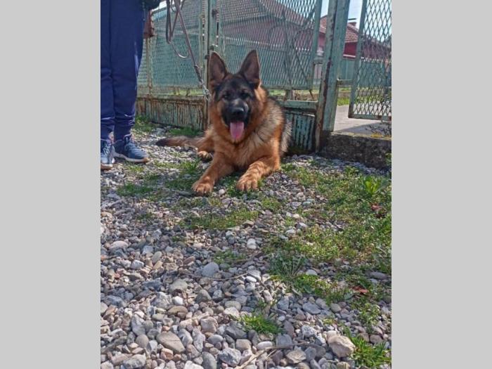 nemački ovčar dve ženke besplatni mali oglasi