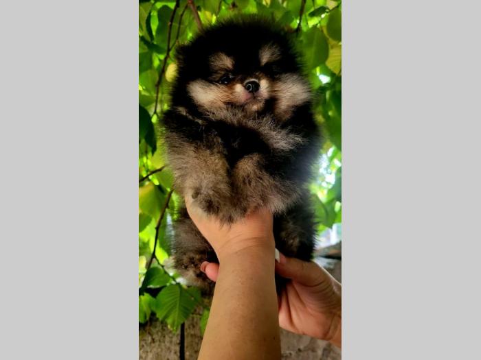 pomeranac boo špic štenci besplatni mali oglasi