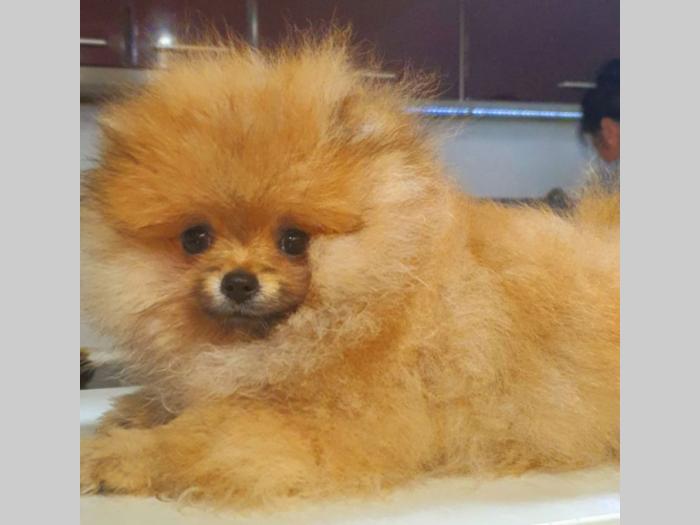 pomeranac boo špic štenci besplatni mali oglasi