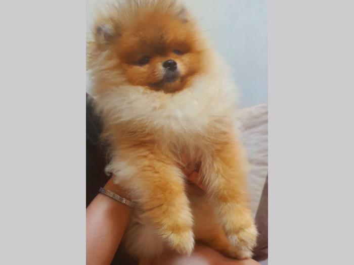 pomeranac boo špic štenci besplatni mali oglasi