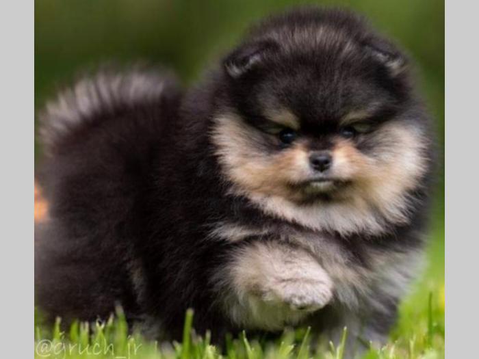 pomeranac boo špic štenci besplatni mali oglasi