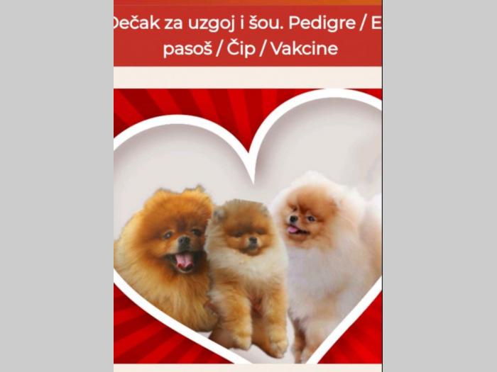 pomeranac boo špic štenci besplatni mali oglasi