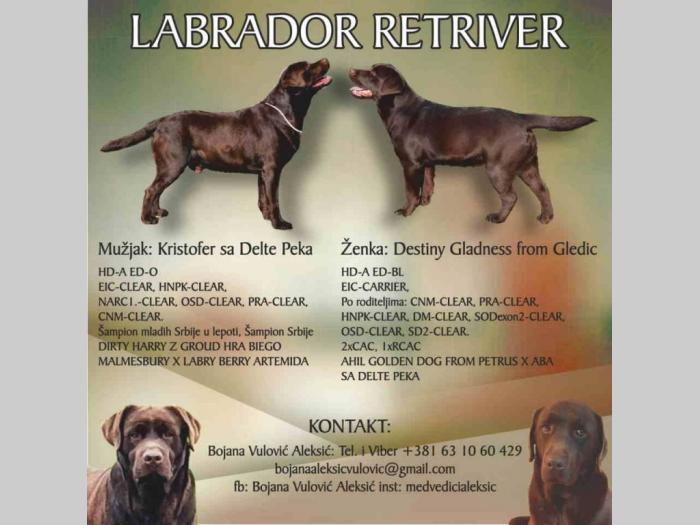 labardor retrivera besplatni mali oglasi