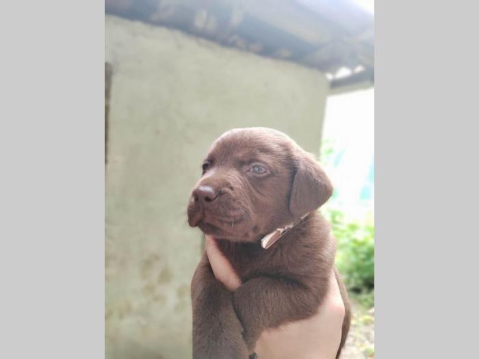 labardor retrivera besplatni mali oglasi