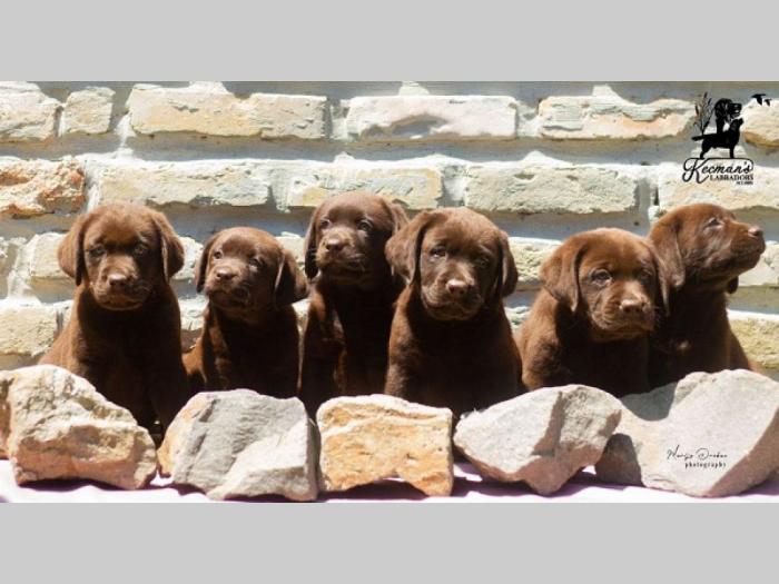 labrador retriver štenci besplatni mali oglasi