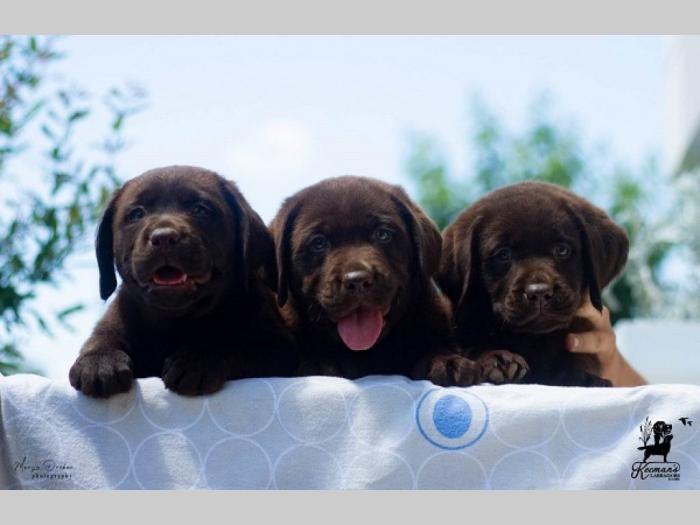 labrador retriver štenci besplatni mali oglasi