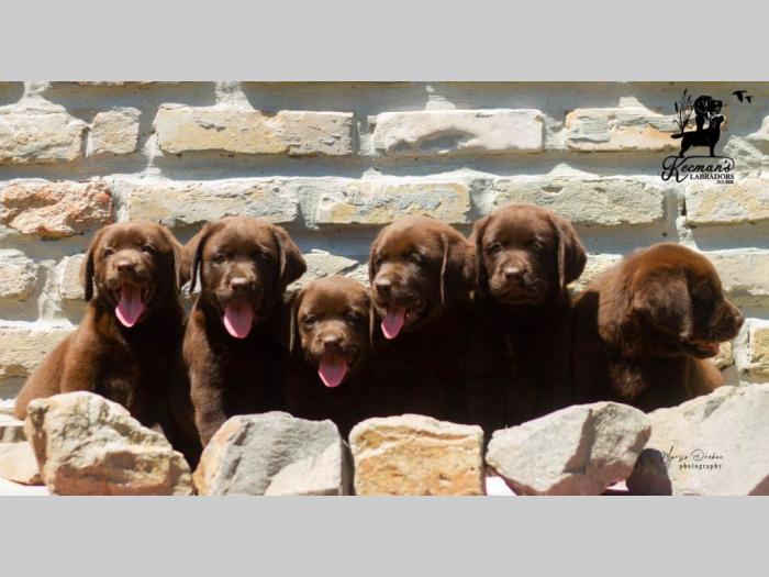 labrador retriver štenci besplatni mali oglasi