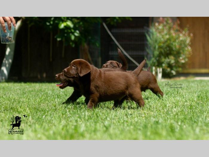 labrador retriver štenci besplatni mali oglasi