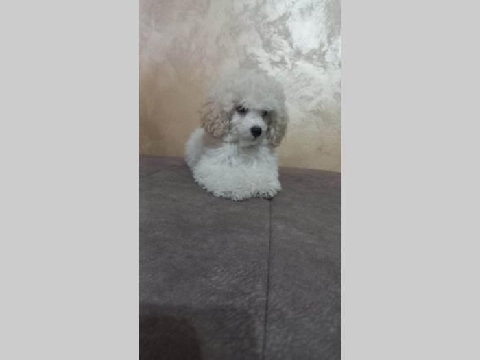 prelepe tzv toy pudle besplatni mali oglasi