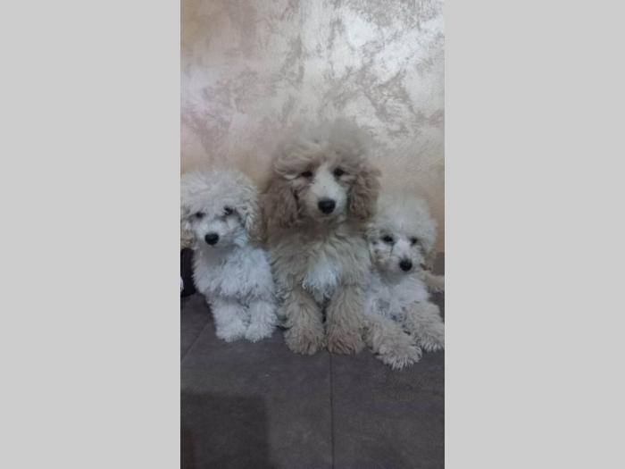 prelepe tzv toy pudle besplatni mali oglasi