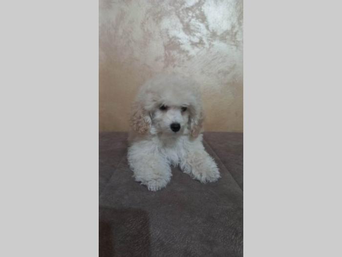 prelepe tzv toy pudle besplatni mali oglasi