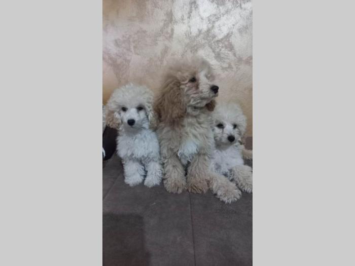 prelepe tzv toy pudle besplatni mali oglasi