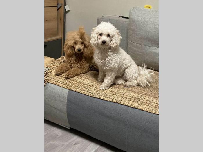 prelepe tzv toy pudle besplatni mali oglasi