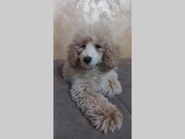 prelepe tzv toy pudle besplatni mali oglasi