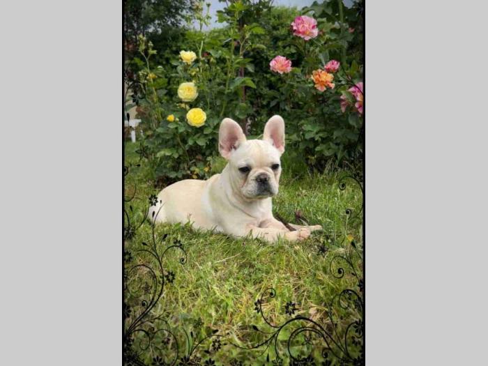 francuski buldog štenci besplatni mali oglasi