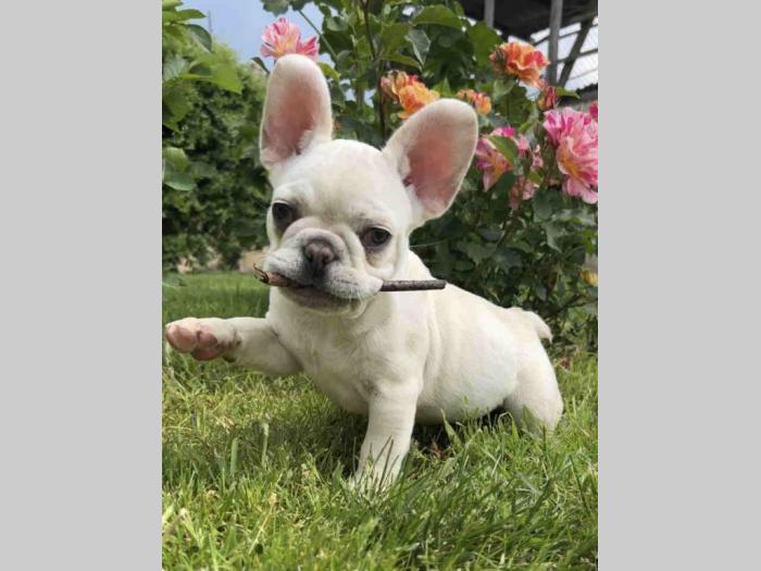 francuski buldog štenci besplatni mali oglasi