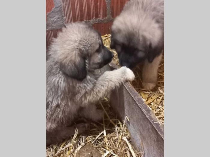 kavkavskog ovčar štenci besplatni mali oglasi
