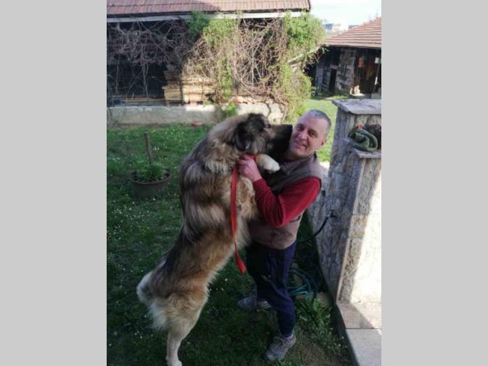 kavkavskog ovčar štenci besplatni mali oglasi