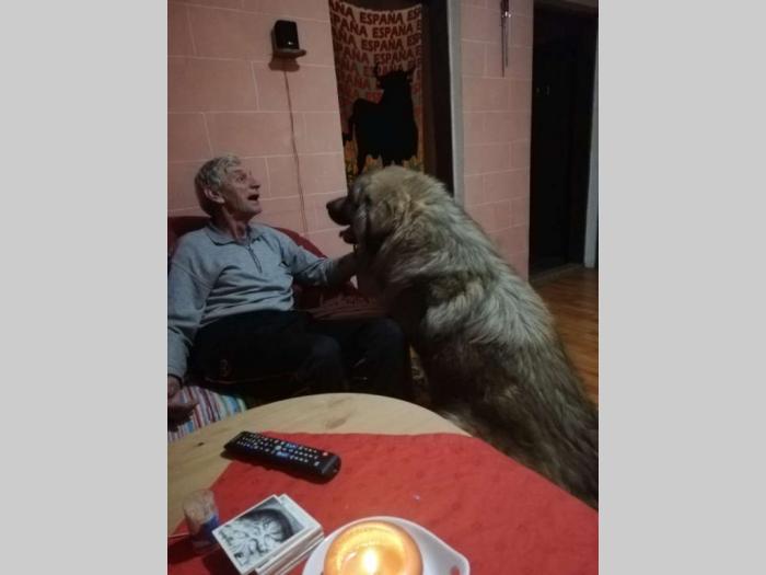 kavkavskog ovčar štenci besplatni mali oglasi