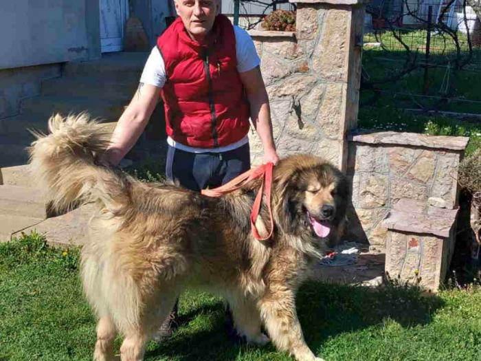 kavkavskog ovčar štenci besplatni mali oglasi