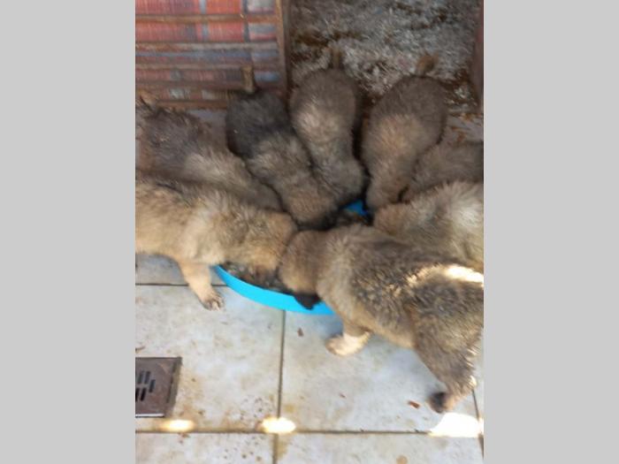 kavkavskog ovčar štenci besplatni mali oglasi