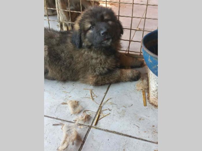 kavkavskog ovčar štenci besplatni mali oglasi