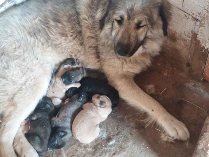 kavkaski ovčar sa odličnim pedigreom besplatni mali oglasi