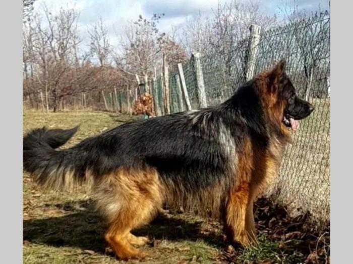 nemačk ovčar štenci besplatni mali oglasi