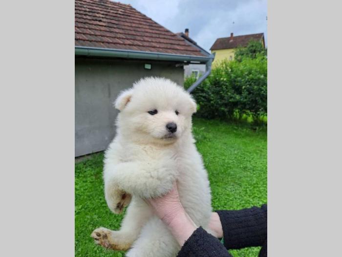 ženke samojeda štenci besplatni mali oglasi