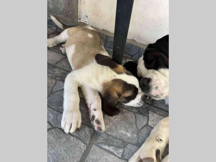 čistokrvni kratkodlaki štenci bernardinca besplatni mali oglasi
