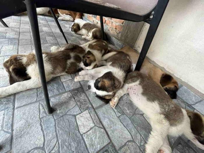 čistokrvni kratkodlaki štenci bernardinca besplatni mali oglasi