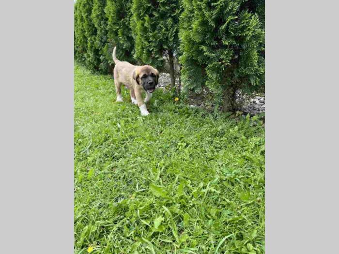 čistokrvni kratkodlaki štenci bernardinca besplatni mali oglasi