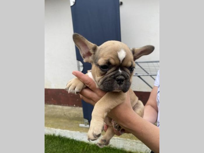francuski buldog štenci besplatni mali oglasi