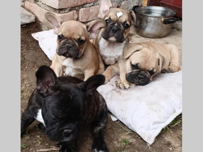 francuski buldog štenci besplatni mali oglasi